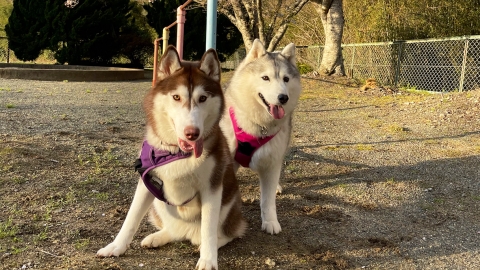 童顏哈士奇經常被以為是妹妹 術後帶頭套引起爆笑事件