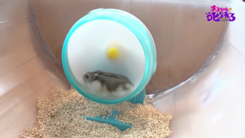 日本專家解釋倉鼠愛跑滾輪原因 原來滾輪不只是玩具！