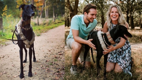 狗狗界長頸鹿！ 頸部長達25cm 散步時需戴很多頸圈