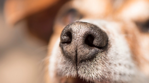 被狗狗聞私密處好尷尬？ 背後有原因 別再責罵牠們