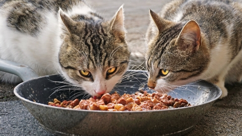 4大原因避免餵吞拿魚給主子 不是所有魚都適合貓貓！