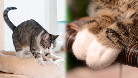 為甚麼貓貓愛在枕頭按摩踏踏？ 5大原因分析貓貓「踩奶」行為！