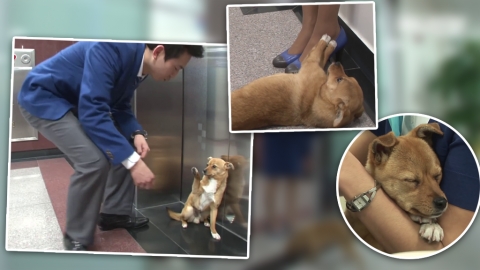 韓國航空公司收養流浪狗 只對空姐反肚撒嬌！一見空少即掉頭走？