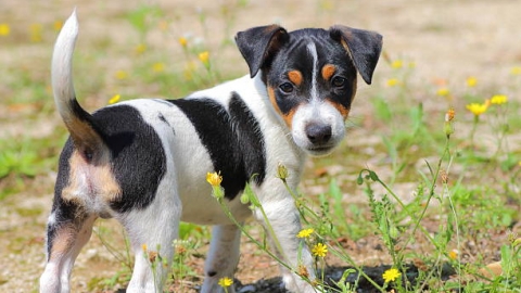 10個狗狗怪異行為原因 總喜歡盯著你去廁所？