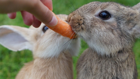 破解「兔子愛吃紅蘿蔔」謬誤 過多紅蘿蔔或有致命危機！