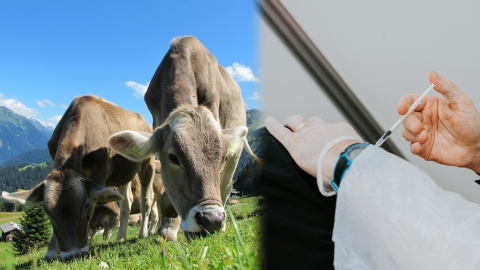 泰國政府為推廣疫苗接種