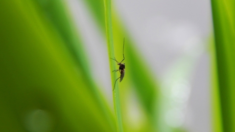 日本網民分享超有用「驅蚊神器」 實測著短袖衫褲釣魚無被蟲咬！