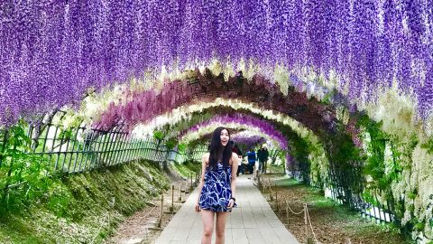 小凡<br/>【附購票方法/交通路線】日本河內藤園賞花！最美紫藤花隧道