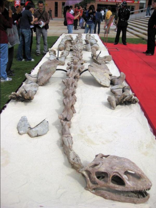 恐龍化石現身科學館 雲南祿豐龍永久「居港」