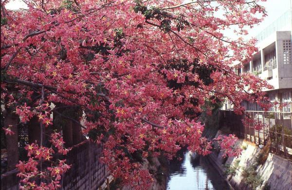 遊沖繩賞寒緋櫻 日本最早盛放之櫻