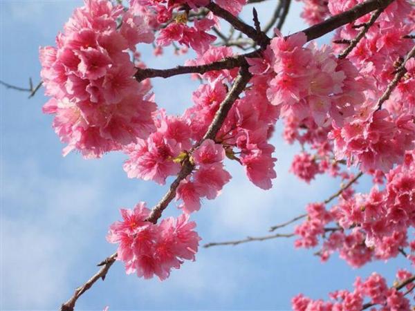 遊沖繩賞寒緋櫻 日本最早盛放之櫻