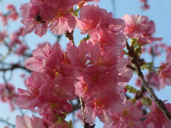 遊沖繩賞寒緋櫻 日本最早盛放之櫻