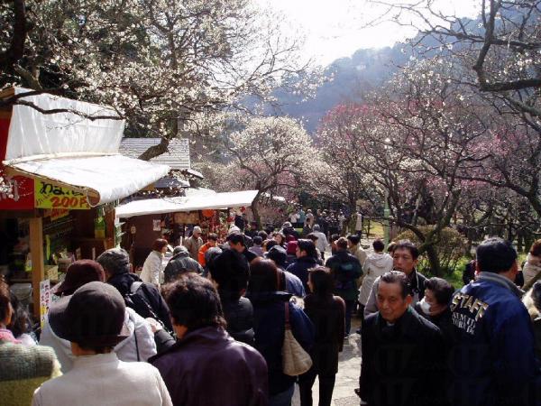 熱海梅祭開鑼 日本最早盛開之梅