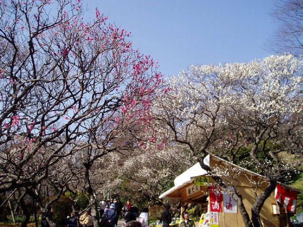 熱海梅祭開鑼 日本最早盛開之梅