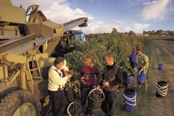 芭蘿莎美酒節 最悠久葡萄酒節