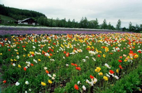 北海道夏日列車開行 賞夏季花田