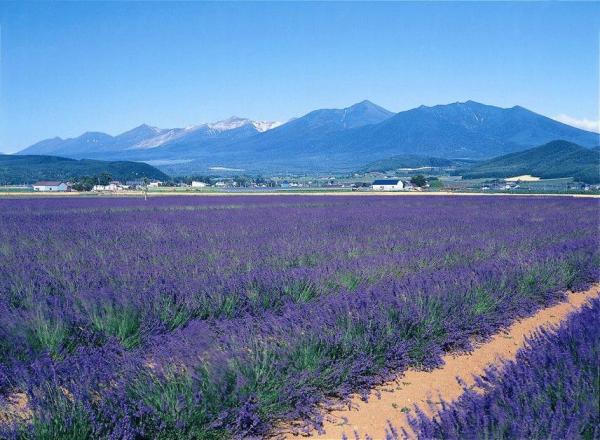 北海道夏日列車開行 賞夏季花田