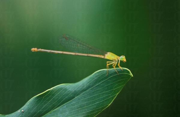 濕地公園蜻蜓節 仲夏大自然教室