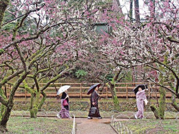 用 Kansai Thru Pass 冬遊京都著數多