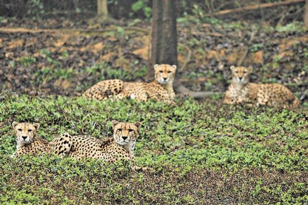 剛開幕的百虎山是欣賞群虎的理想地。 番禺長隆酒店 與虎同眠共遊