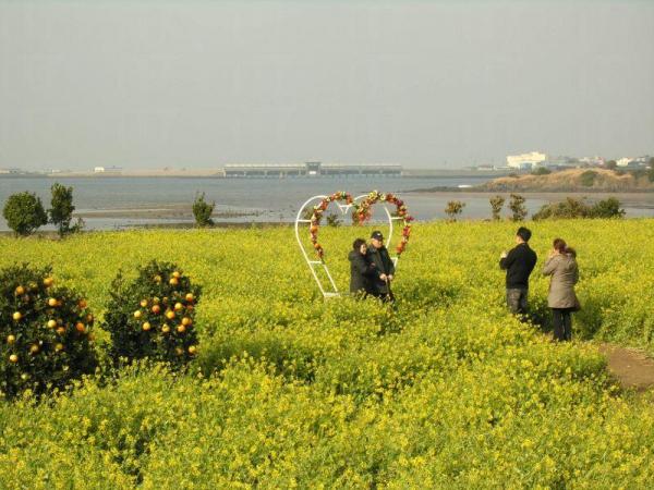 濟州油菜花祭 賞金黃花潮