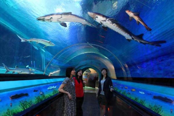 遊人透過展館內的透明觀光隧道展開長江探索之旅,近距離欣賞中華鱘及其他長江魚種的優美泳姿。 中華鱘館揭幕 海洋公園門票有折