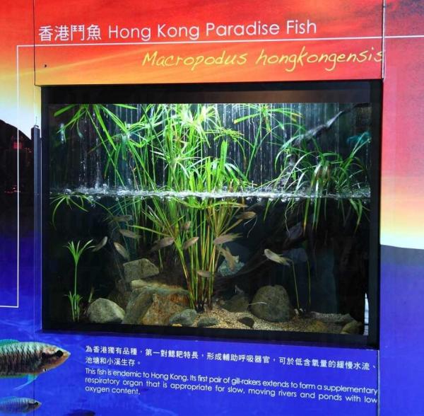 遊人可於展館內欣賞某些香港獨有的品種,了解其特別的生活習性。 中華鱘館揭幕 海洋公園門票有折