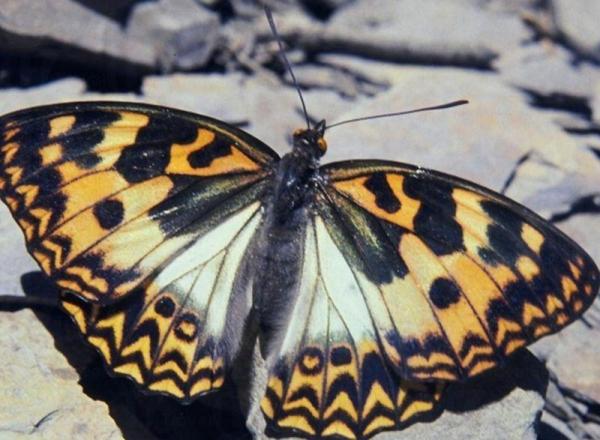 盡覽 400 稀有蝴蝶標本 學做蝴蝶專家