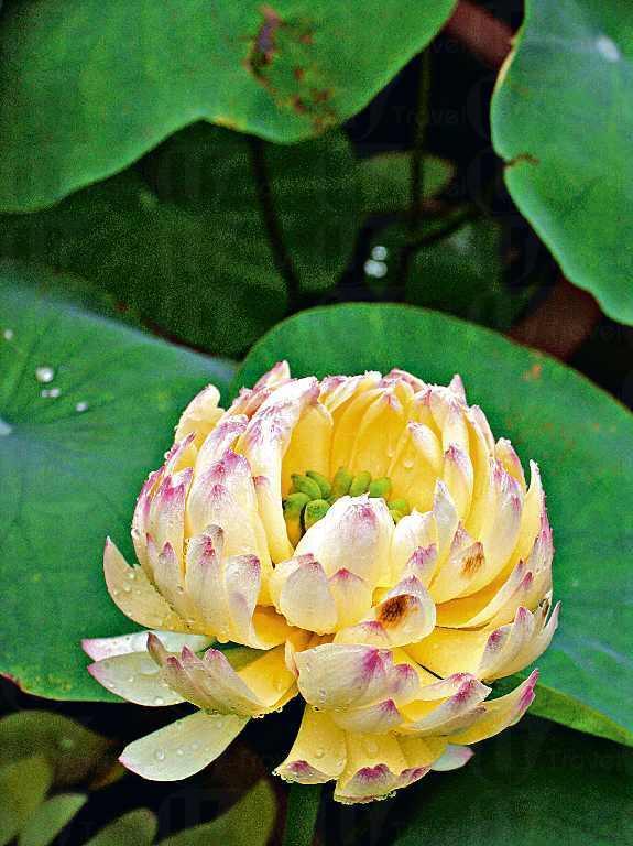 東莞賞荷花 兼摘荔枝 9 起