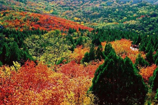 北京紅葉季來襲 十月秋「楓」起
