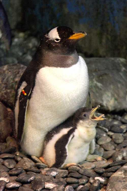 海洋公園企鵝生 BB 了啦！ 
