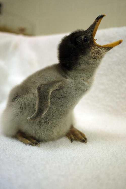 海洋公園企鵝生 BB 了啦！ 