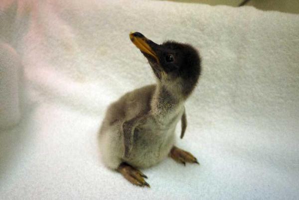 海洋公園企鵝生 BB 了啦！ 