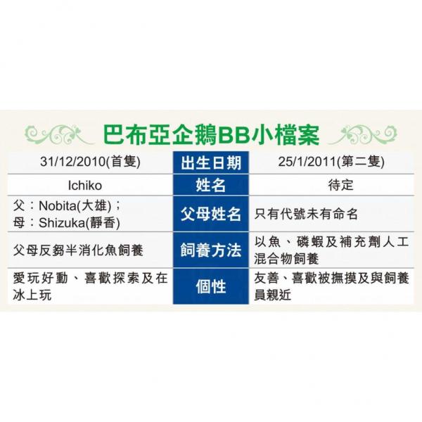 海洋公園企鵝生 BB 了啦！ 