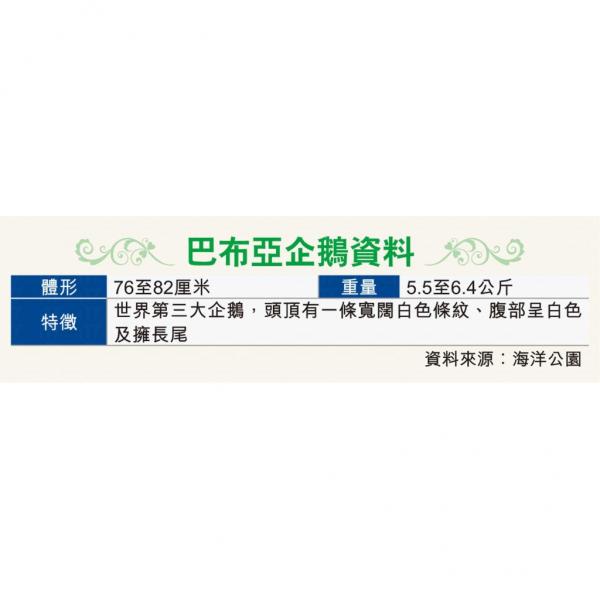 海洋公園企鵝生 BB 了啦！ 