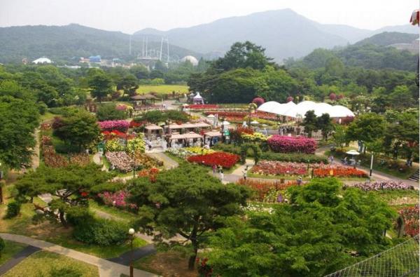 首爾大公園玫瑰慶典 300 種玫瑰於首爾盛放
