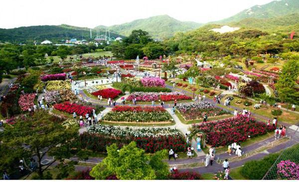 首爾大公園玫瑰慶典 300 種玫瑰於首爾盛放