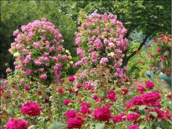 首爾大公園玫瑰慶典 300 種玫瑰於首爾盛放