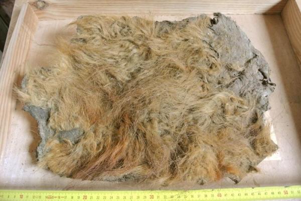 冰封逾 4 萬年 長毛象首來港展覽