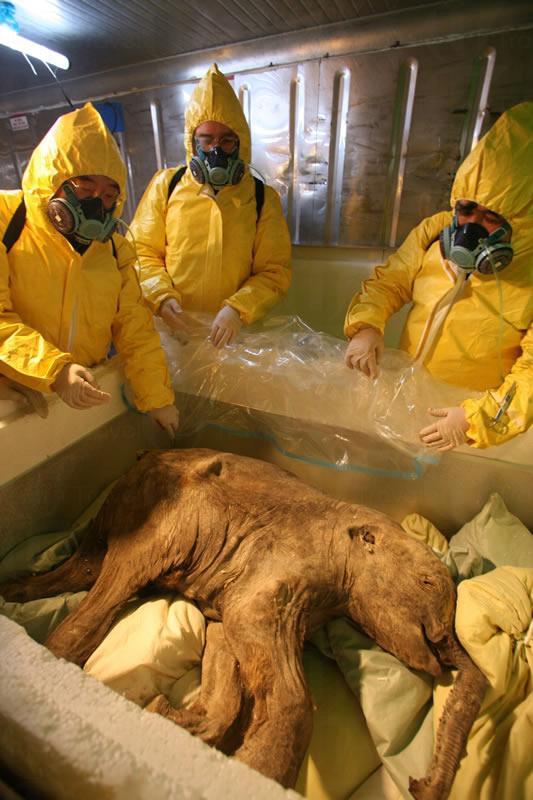 冰封逾 4 萬年 長毛象首來港展覽