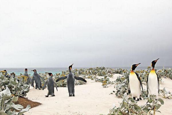 南極企鵝 7 月海洋公園見