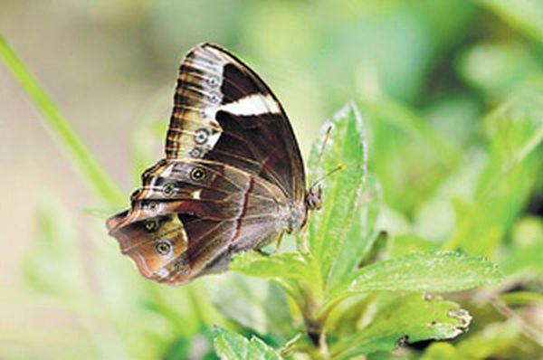 曲紋黛眼蝶 再現沙頭角