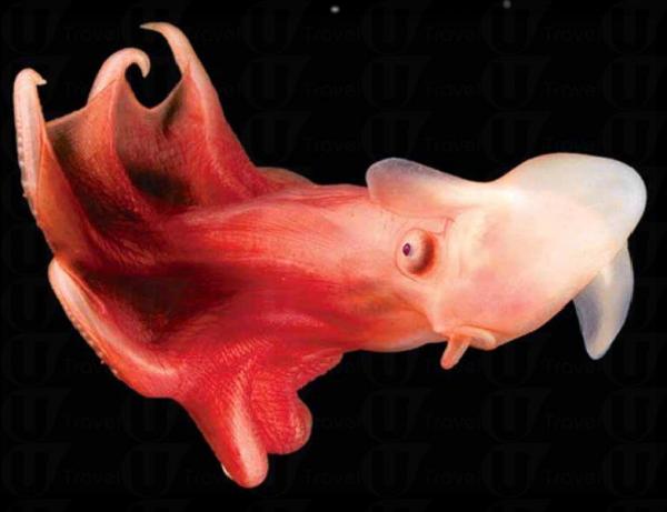 深海奇珍展 海底怪物現廣州