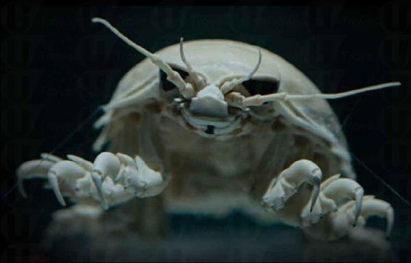 深海奇珍展 海底怪物現廣州