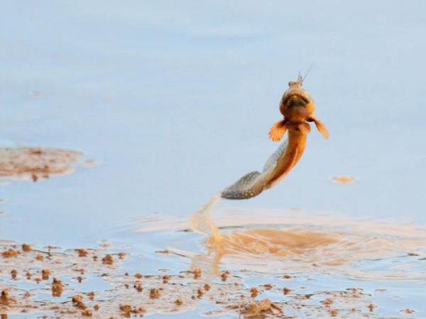 彈塗魚彈跳時,最高可達半米。 生鬼彈塗魚 「跳」入濕地公園