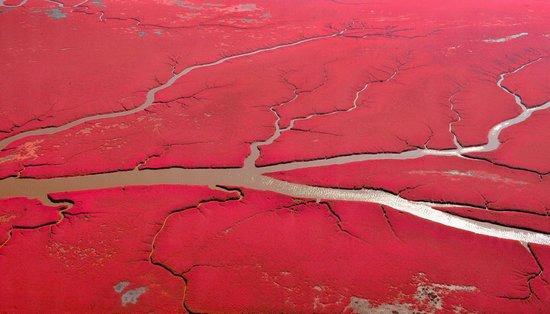 遼寧紅海灘 賞紅海風光