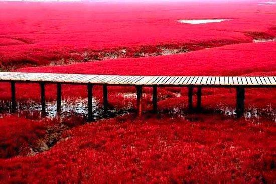 遼寧紅海灘 賞紅海風光