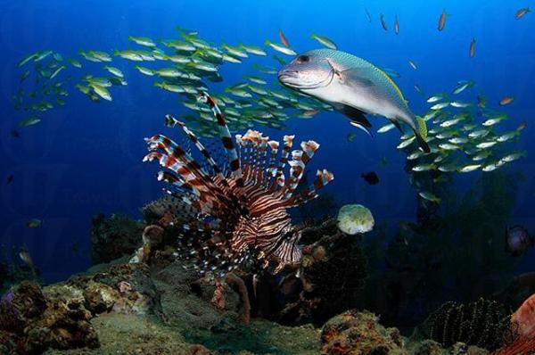 東帝汶是潛水天堂,不但完全零污染,而且遊客極少。 到東帝汶潛水 為環保出力