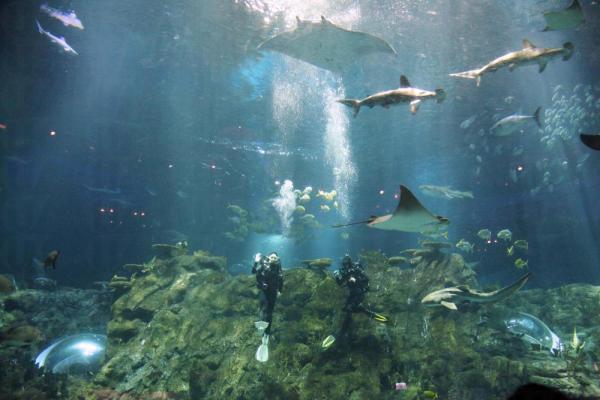 海洋公園潛水體驗 與鯊同游