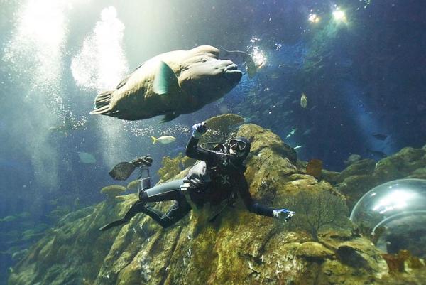 海洋公園潛水體驗 與鯊同游